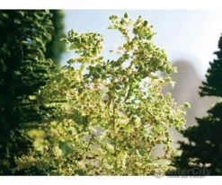 Noch 07144 HO, N, Z Leaves -Noch Shop noch 07144 ho n z leaves flock turf 558