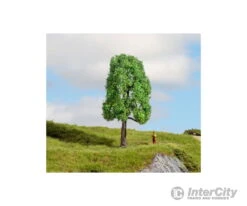 Noch 20101 HO, N, Z Ash Tree