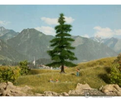 Noch 21811 HO, N Nordmann Fir Tree